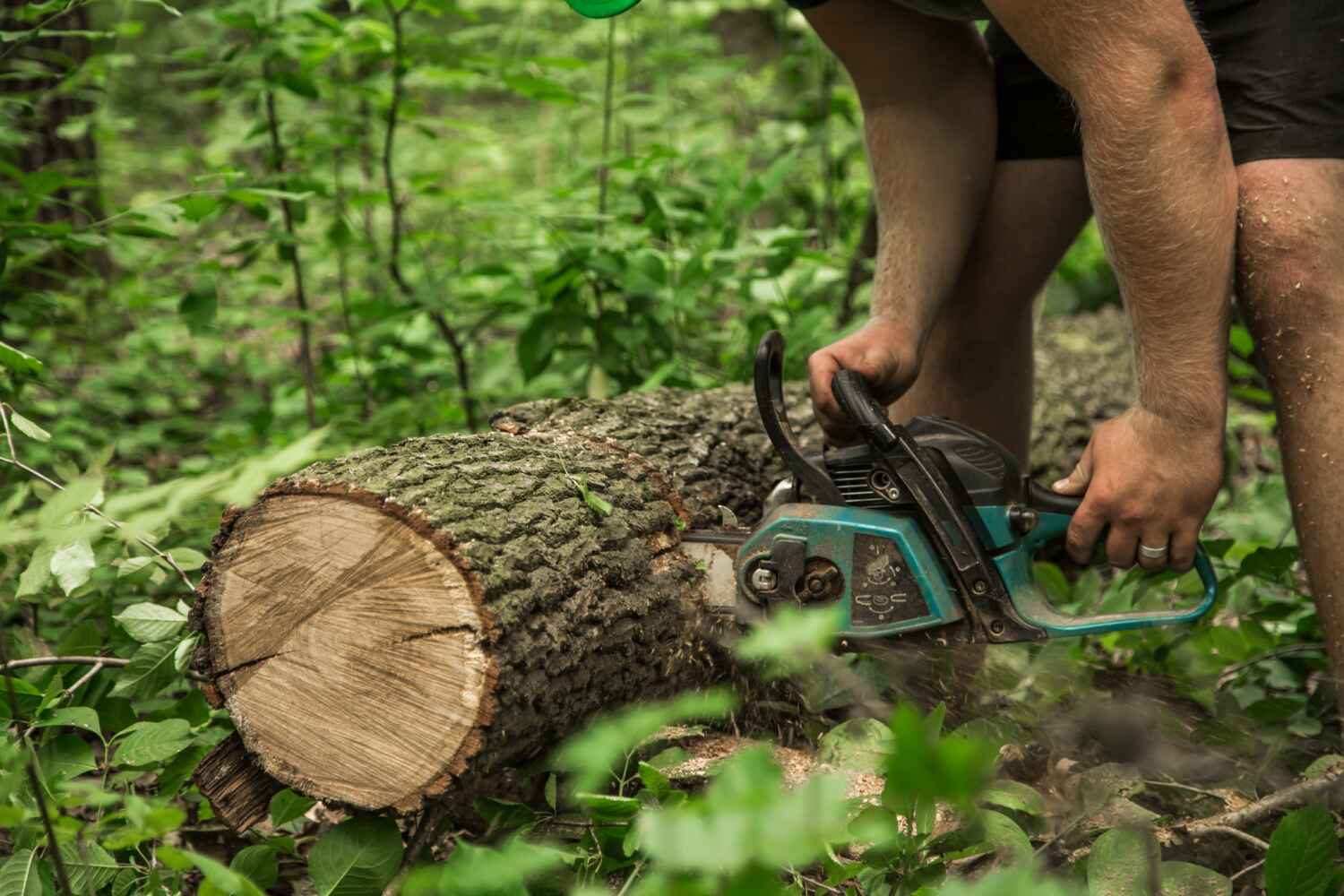 Best Tree Stump Removal  in Algoma, WI